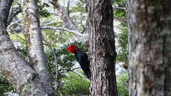 Campephilus magellanicus