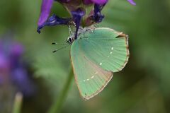 Callophrys rubi