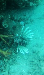 Pterois miles