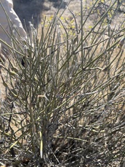 Ephedra aspera