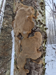 Phellinus laevigatus