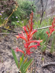 Tritoniopsis antholyza