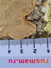 Phellinus laevigatus