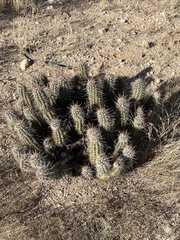 Echinocereus engelmannii