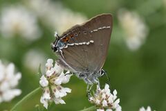 Satyrium spini