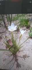 Zephyranthes candida