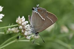 Satyrium spini