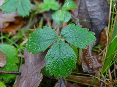 Potentilla sterilis
