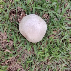 Agaricus