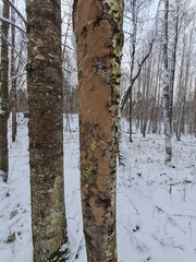 Phellinus laevigatus
