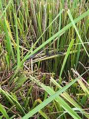 Coluber constrictor paludicola