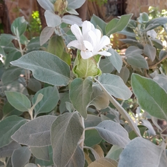 Barleria albostellata