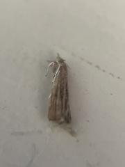 Dichomeris ligulella