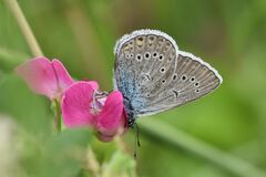Polyommatus amandus