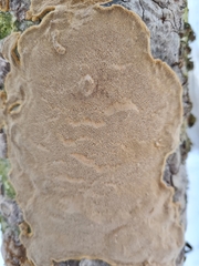 Phellinus laevigatus