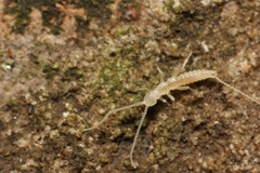 Campodeidae