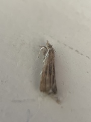 Dichomeris ligulella