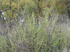 Chrysojasminum fruticans