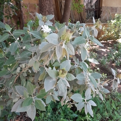 Barleria albostellata