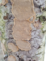 Phellinus laevigatus