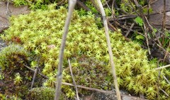 Tortella squarrosa