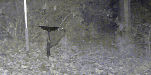 Common Raccoon photographed in North Carolina