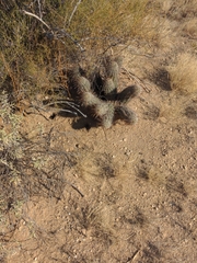 Echinocereus engelmannii