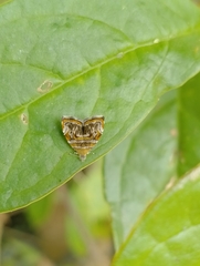 Choreutis orthogona