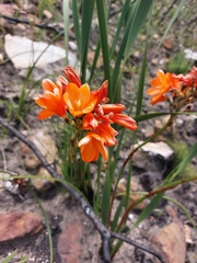 Pillansia templemannii