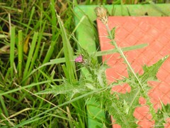 Carduus pycnocephalus