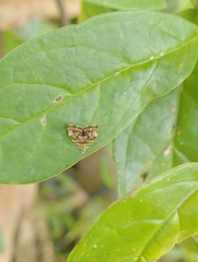 Choreutis orthogona