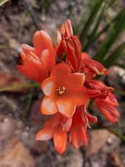 Pillansia templemannii