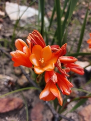 Pillansia templemannii