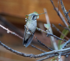 Lampornis clemenciae