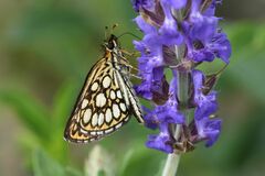 Heteropterus morpheus