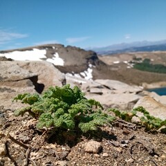 Blumenbachia prietea