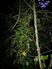 Eudocima hypermnestra