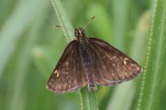 Heteropterus morpheus