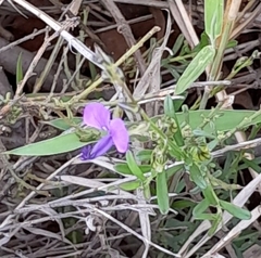 Polygala rehmannii