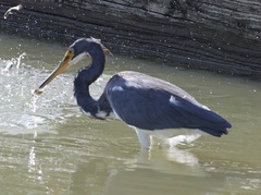 Egretta tricolor