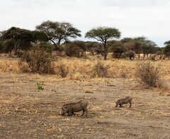 Phacochoerus africanus massaicus