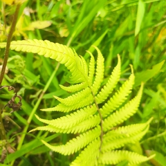 Christella acuminata