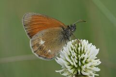 Coenonympha glycerion