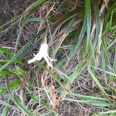 Xerophyta schlechteri