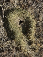 Acromyrmex versicolor