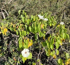 Ipomoea pauciflora