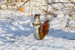 Tamiasciurus hudsonicus