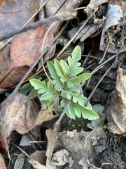 Sceptridium biternatum