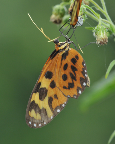 Forbestra equicola