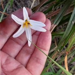 Xerophyta schlechteri